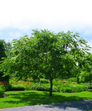 aspect du noyer cendré